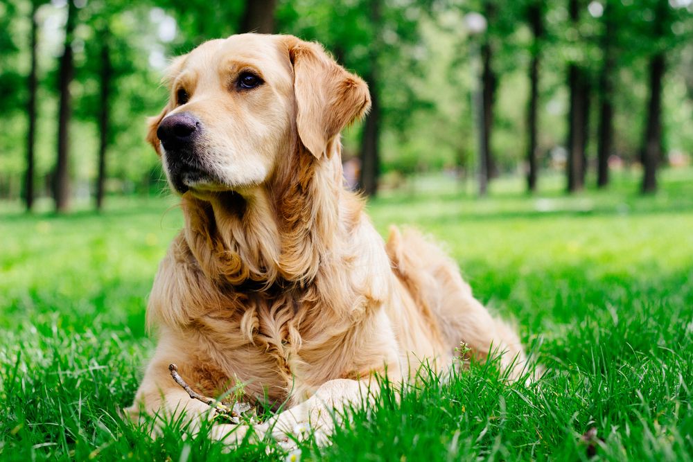 Preventing Fleas and Ticks in Pets