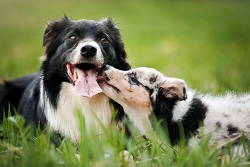 Veterinarian