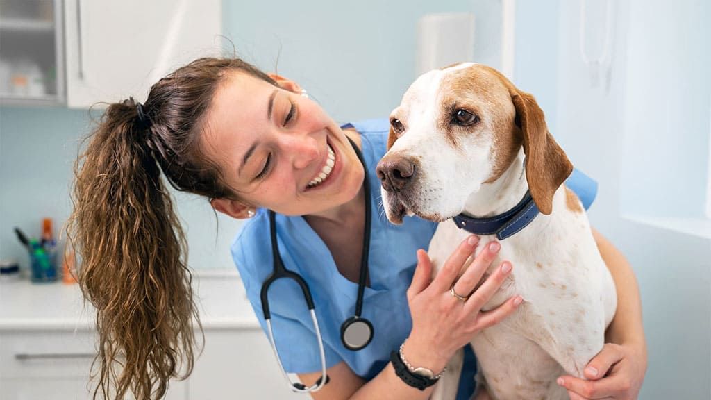 Airport shop emergency vet
