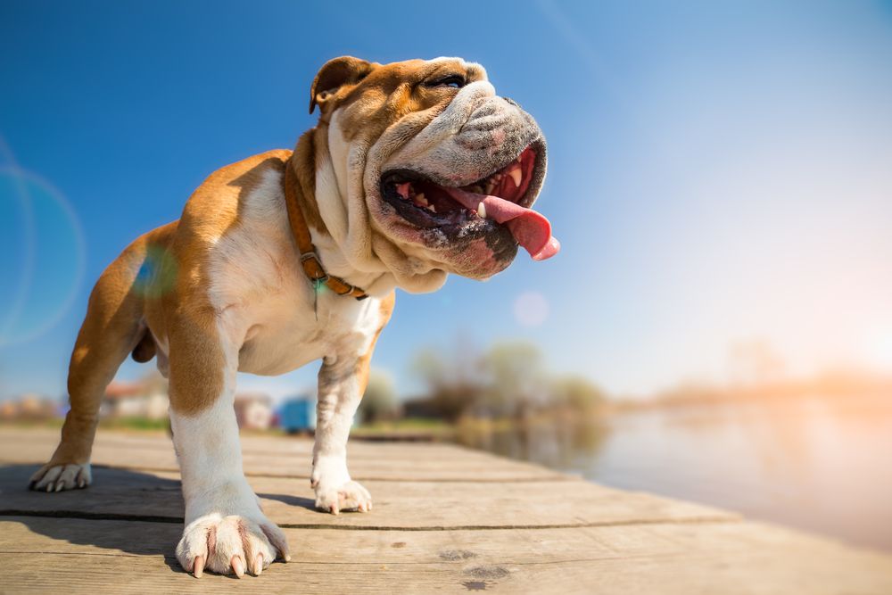 Heatstroke and High-Risk Breeds: Extra Precautions for Pets Prone to Overheating