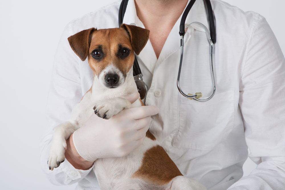 Common Pet Emergencies and How to Respond