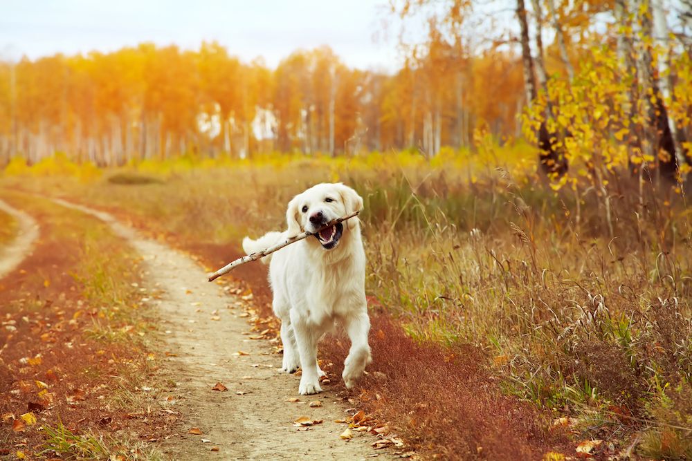 10 Autumn Pet Hazards