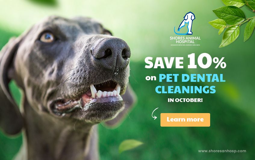 Shores Animal Hospital in Gainesville Vets in Gainesville FL