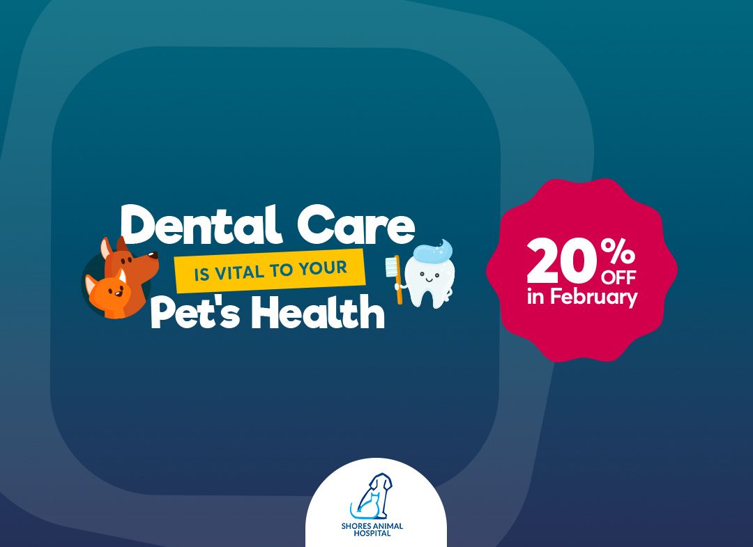 Veterinary Care in Gainesville FL at Shores Animal Hospital