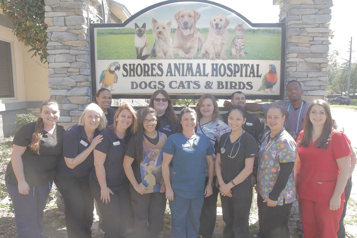 Shores Animal Hospital Sale, 68% OFF 