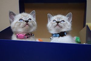 Double trouble await their first visit to Southeast Alaska Animal Medical Center.