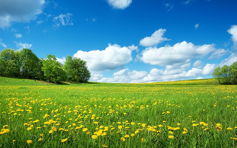 beautiful field fo flowers