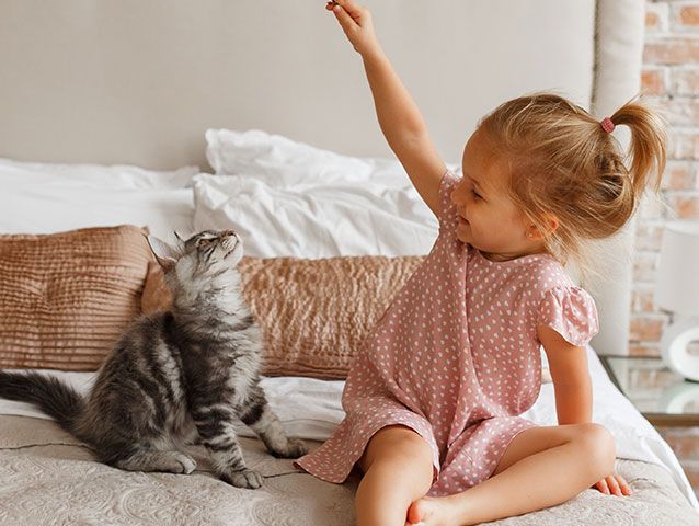 cat playing