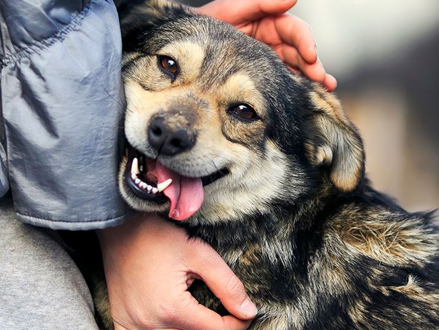 cute dog