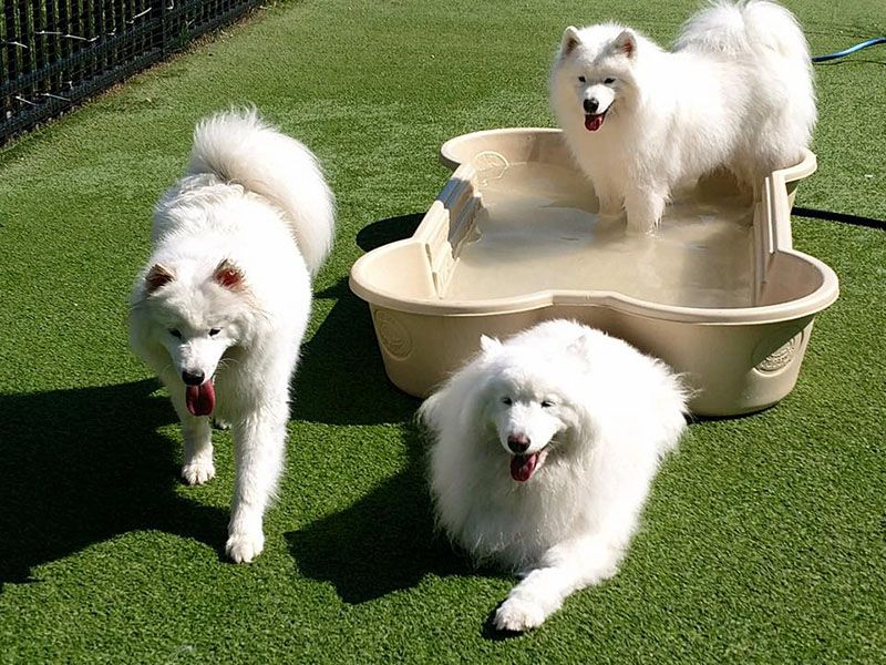 Pet Boarding and Doggie Day Care in Montgomery