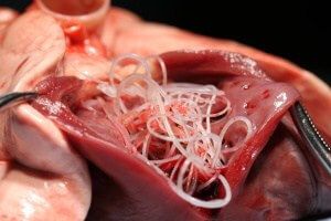 Save Money While Saving Your Pet from Heartworms