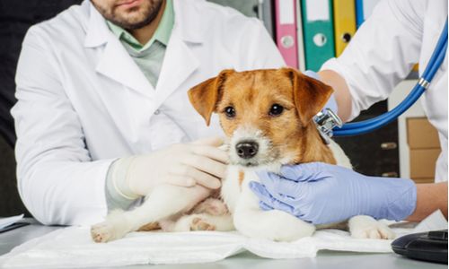 emergency vet on montgomery