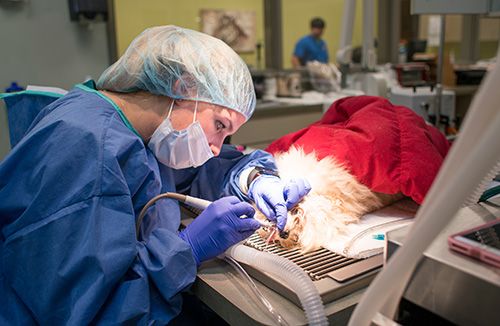dog's teeth being checked by a vet