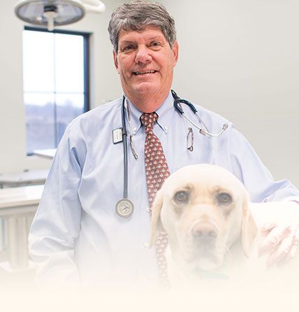 dog in a veterinary clinic