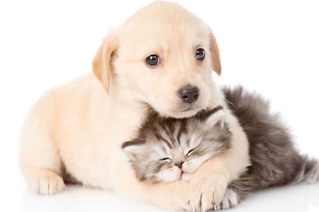 puppy hugging kitten