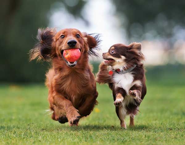 two dogs playing