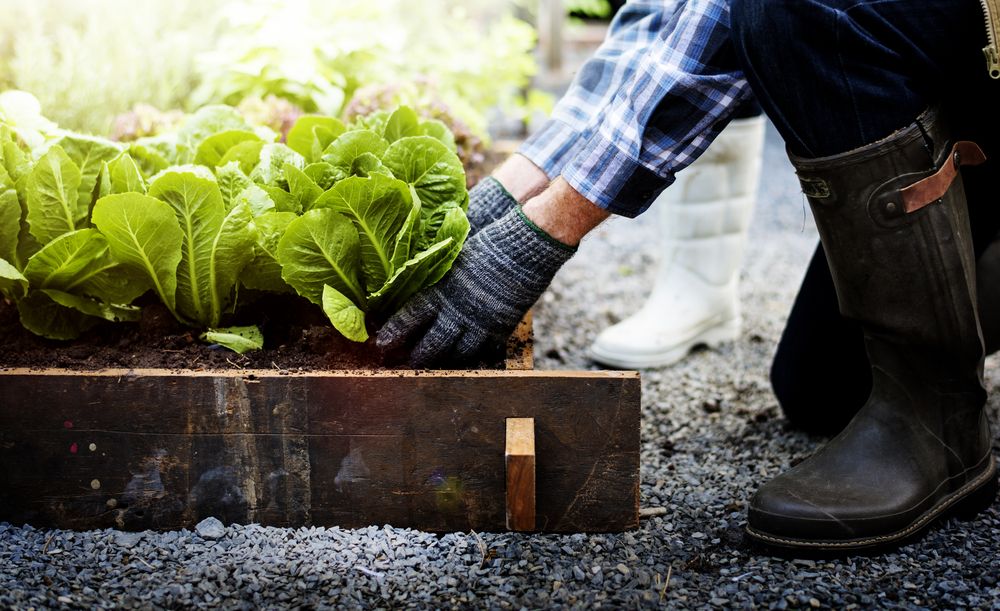 5 Tips to Minimize Back Pain While Gardening This Spring