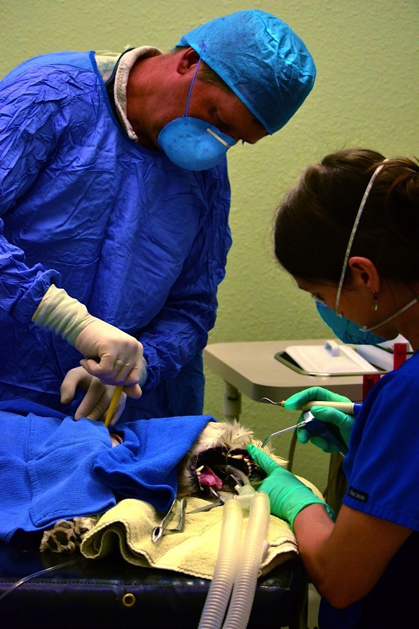 veterinarians undergoing surgery