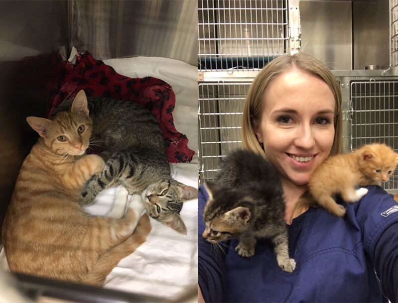 veterinarian with pets