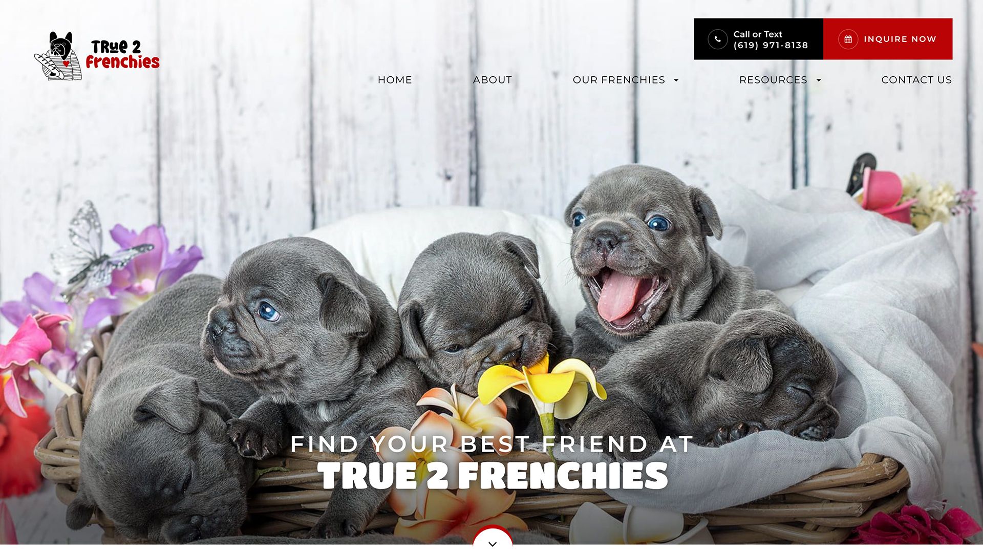 True 2 Frenchies