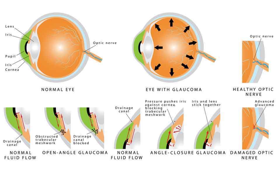 Eye Anatomy