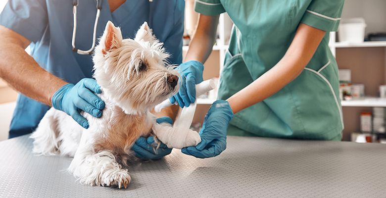 Pet checkup