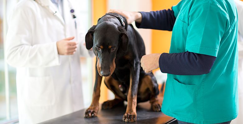 Geriatric Care
