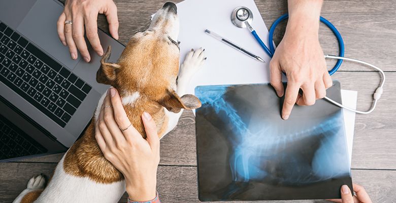Orthopedics