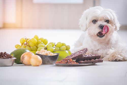 Nutrition and Weight Control