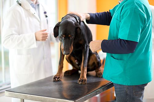 Geriatric Care