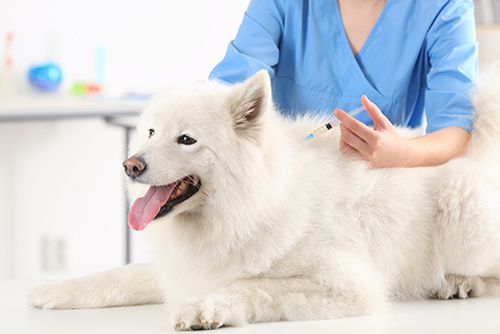Immunization and Wellness Care