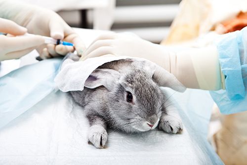 Laboratory Diagnostics 
