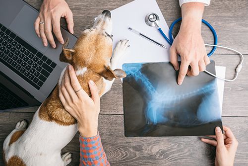 Orthopedics