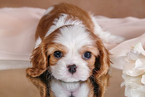 Puppy and Kitten Care