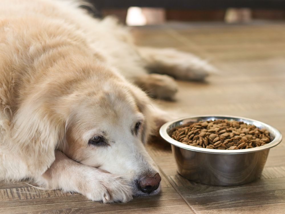Signs and Symptoms of Worm Infestation in Pets