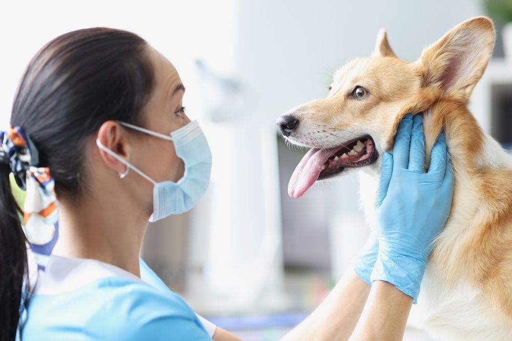 Common Signs of Dental Disease in Dogs