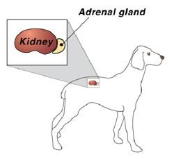 Endocrinology