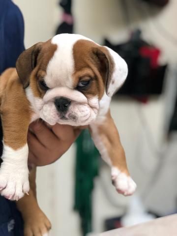 Angry Dog