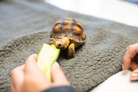 Turtle