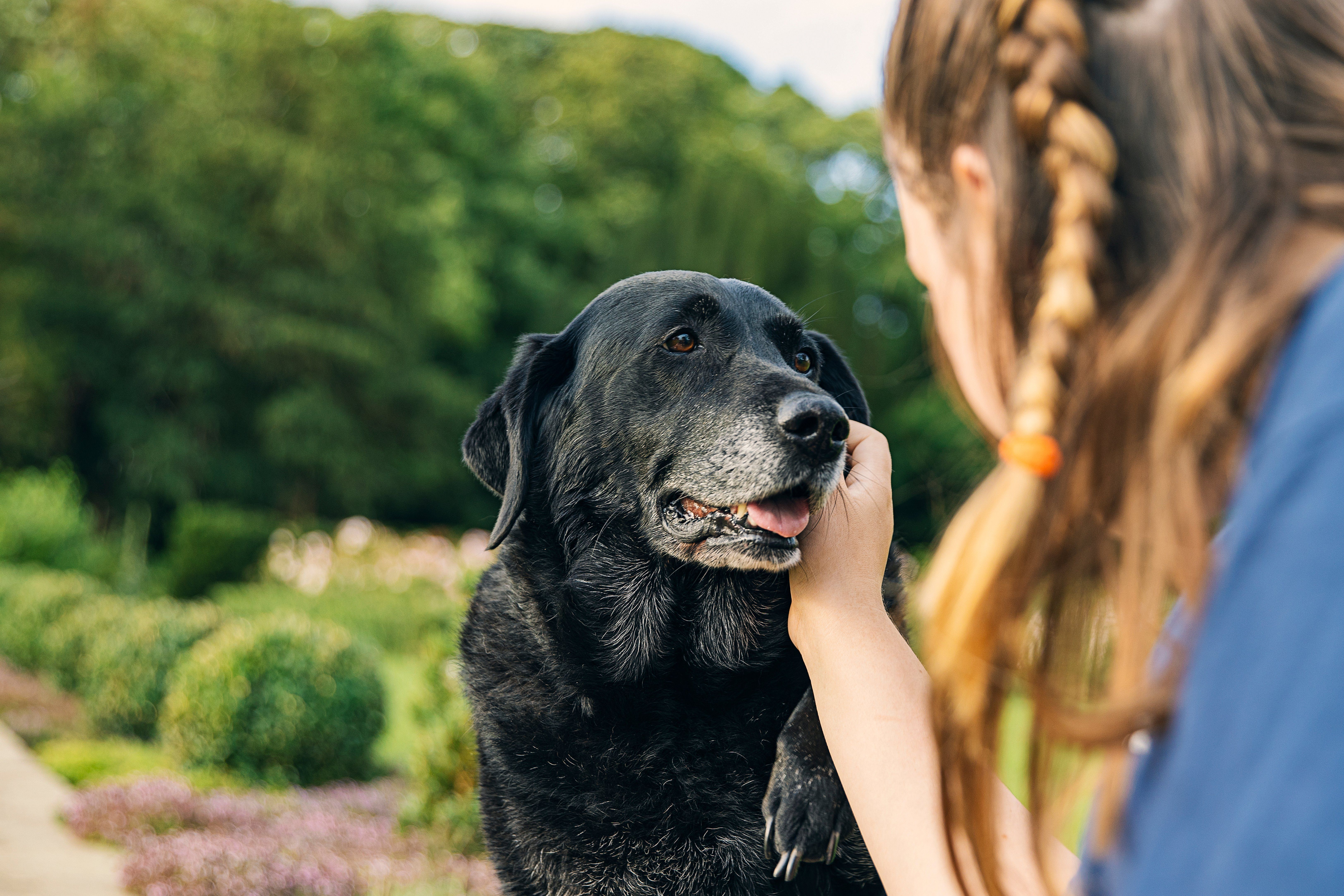 how to care for a senior dog