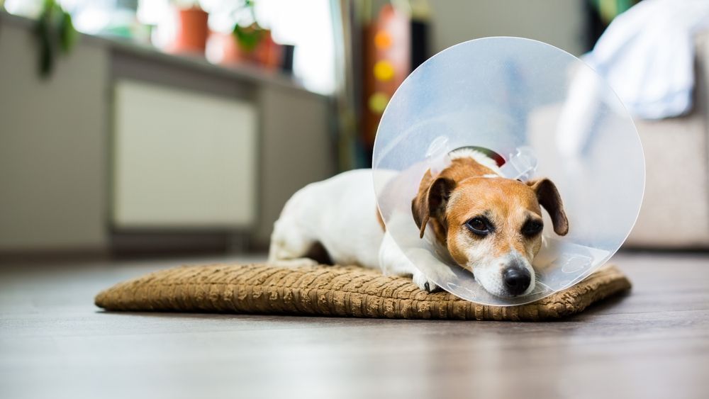 Why Neutering Your Dog is Important