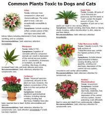 common plants toxic to pets
