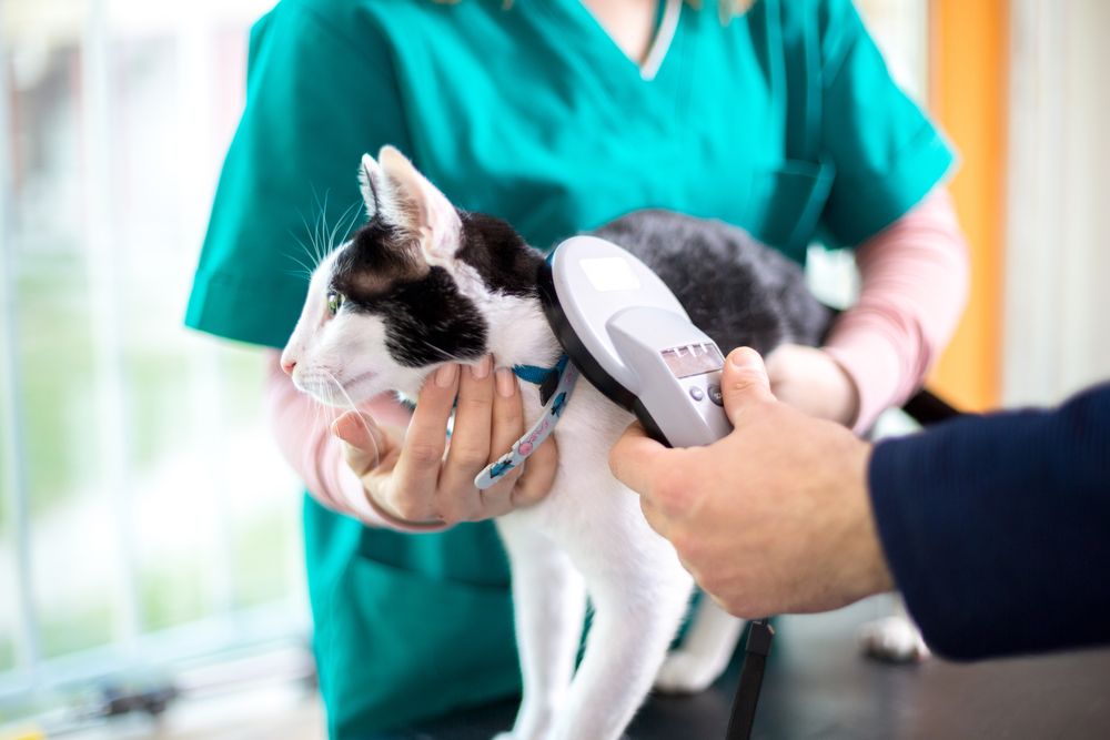 happy pet with vet