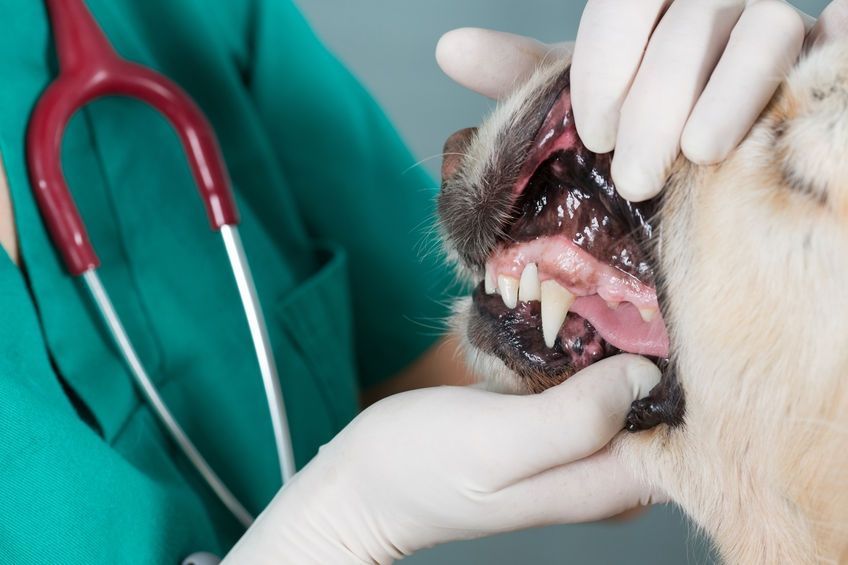 dog dentistry