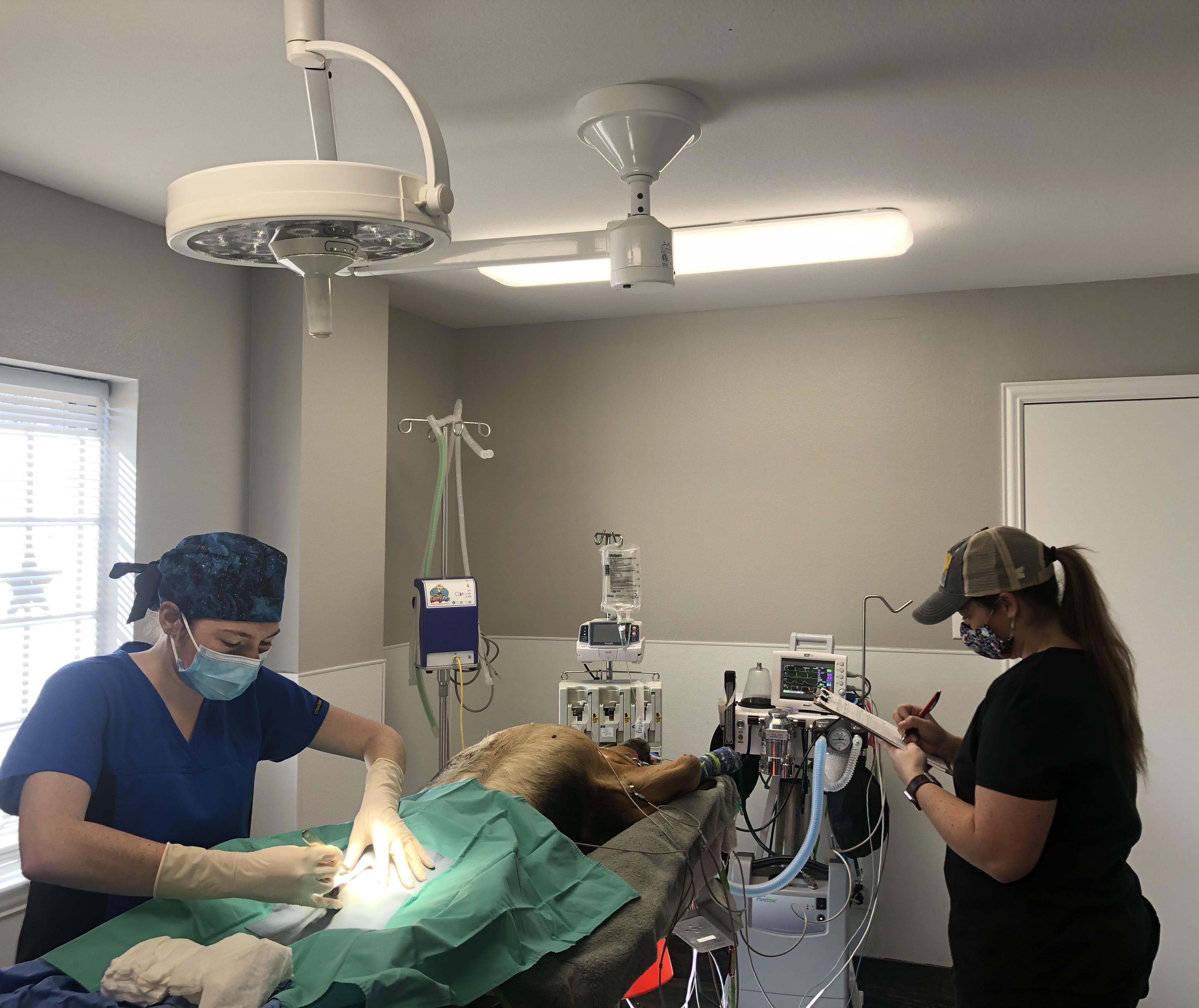 Veterinary Services Veterinary Services