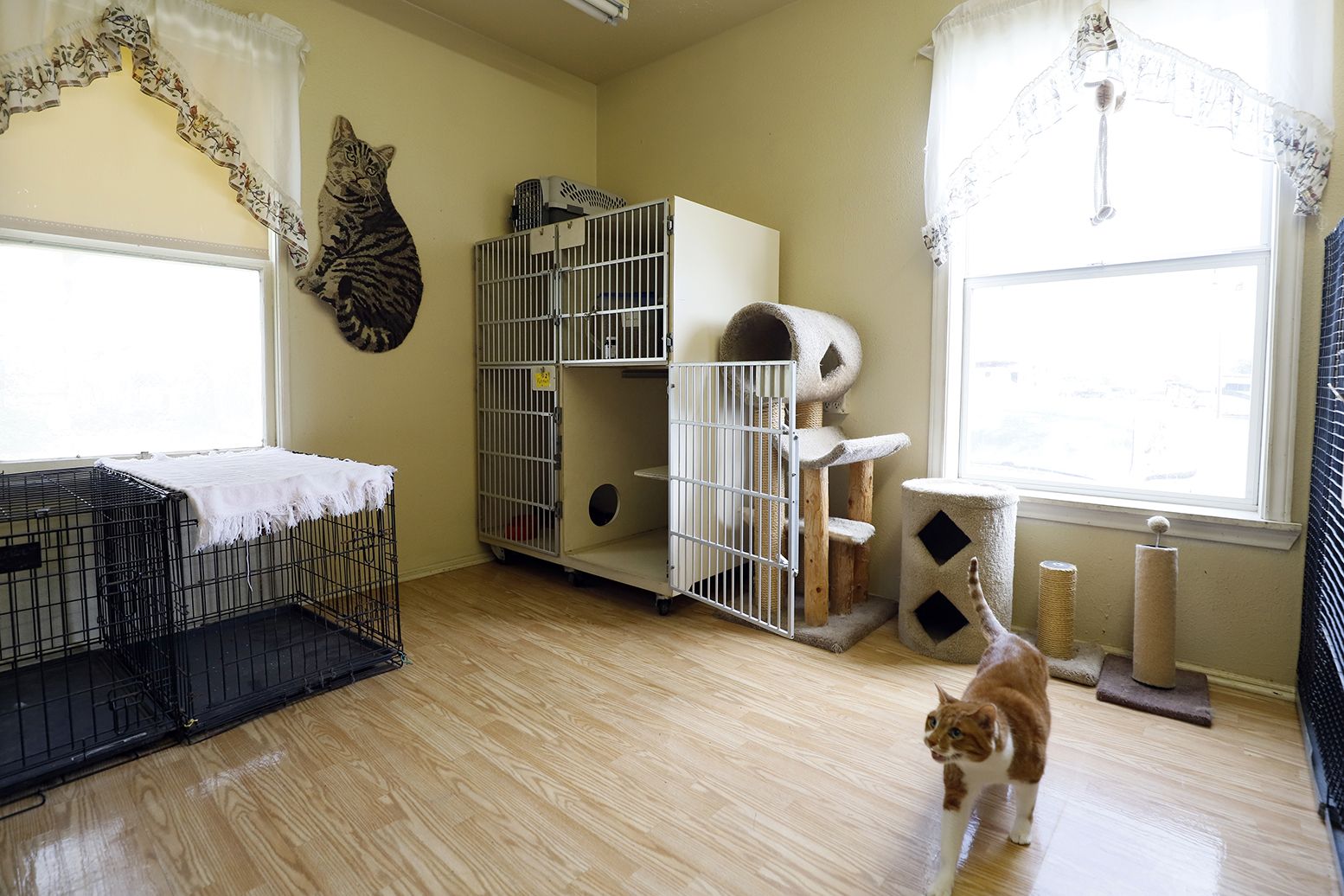 pet boarding for cats