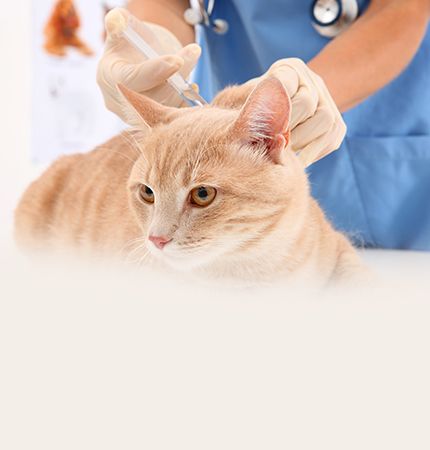 Vet vaccinating a Cat