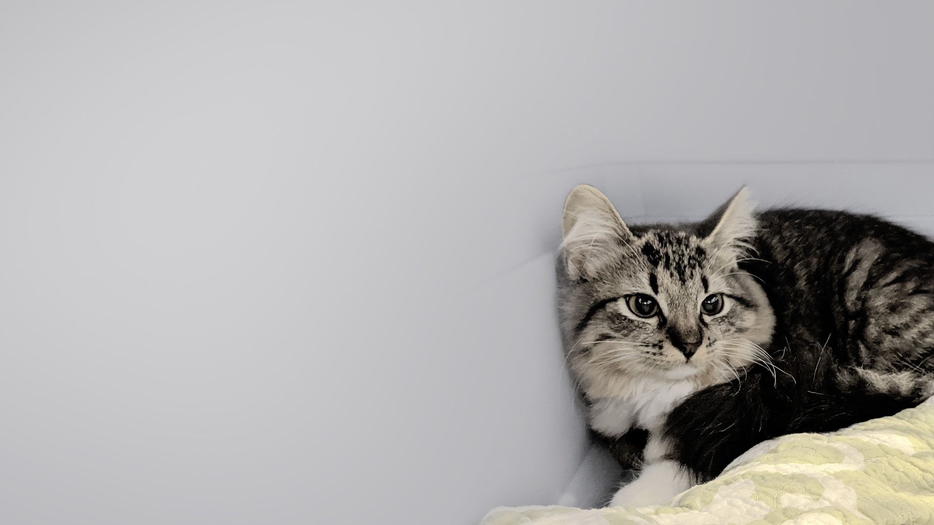 Spay Now Animal Surgery Clinic, Vet in Laurel and Grasonville MD Spay Now Animal Surgery Clinic, Vet in Laurel and Grasonville MD