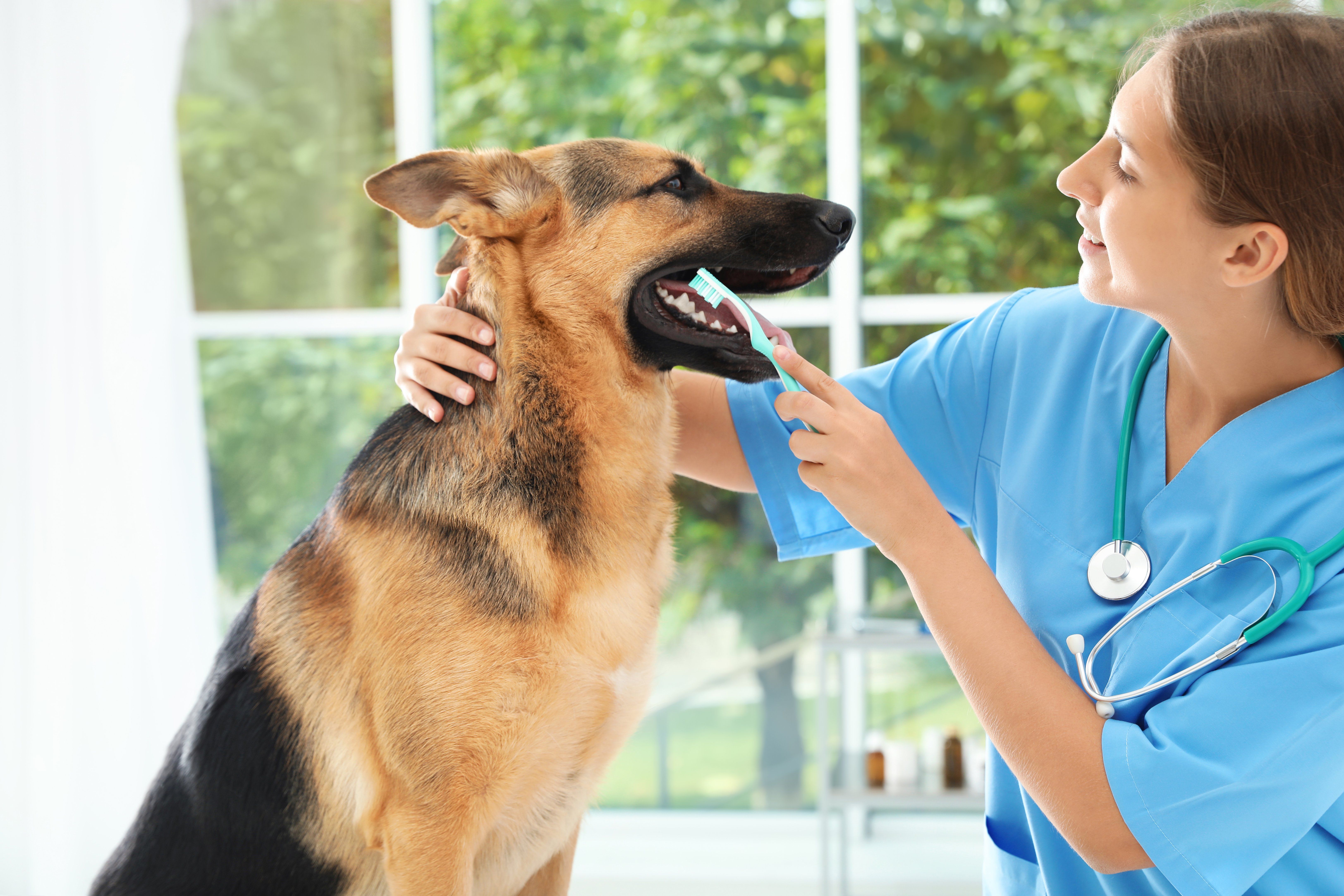 professional teeth cleaning for pets