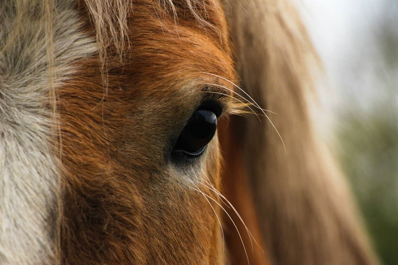 equine vet